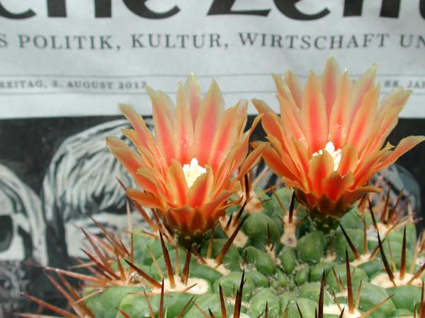 Bild