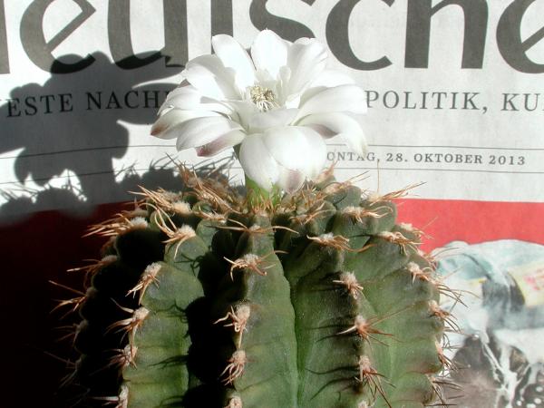Bild