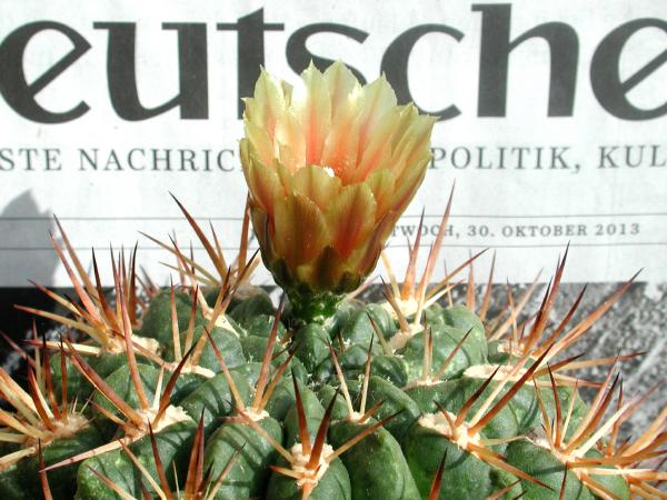Bild