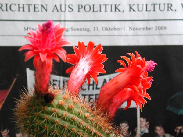 Bild